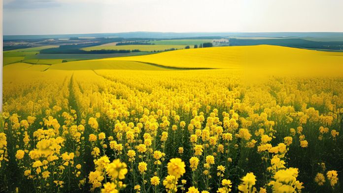 Rapeseed field