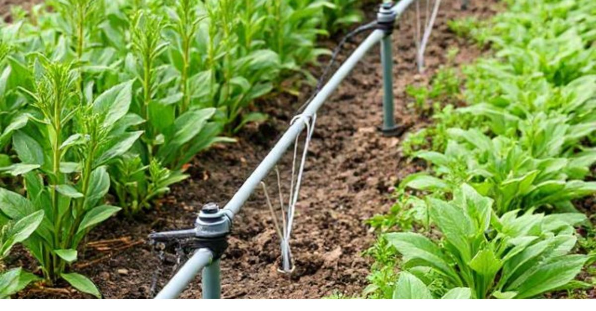 drip irrigation