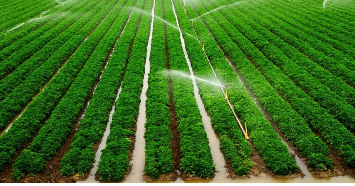 drip irrigation
