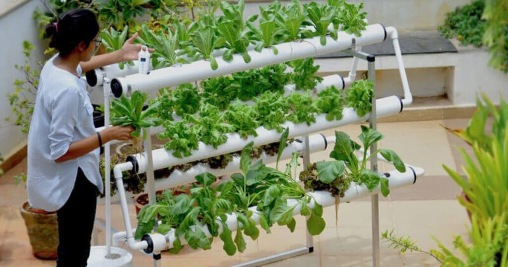Managing and Maintaining a Hydroponic Garden