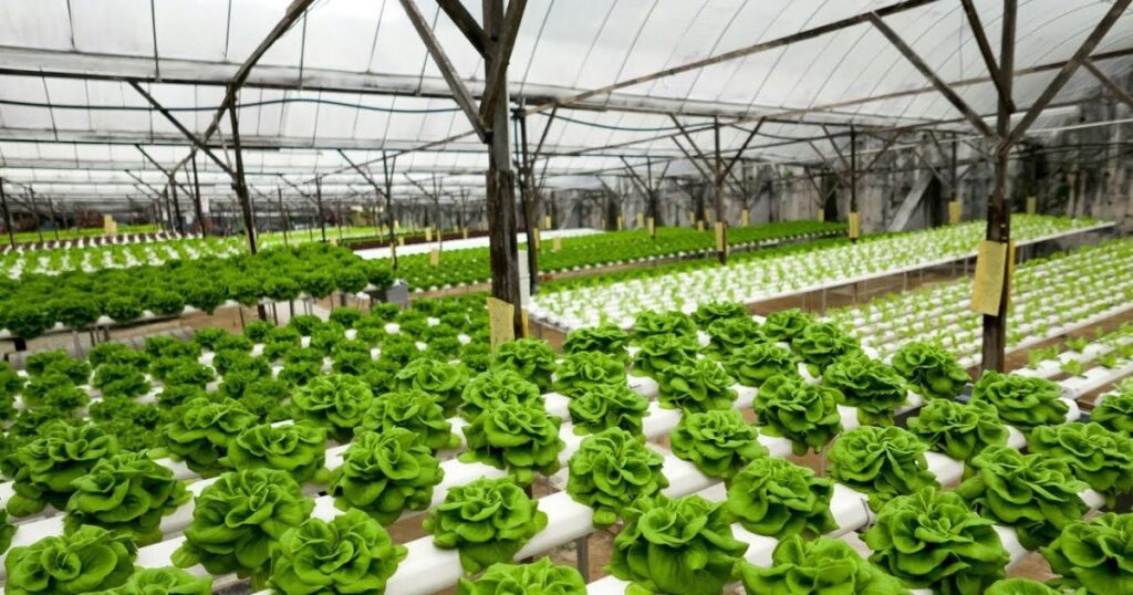 Sustainability and the Future of Hydroponics