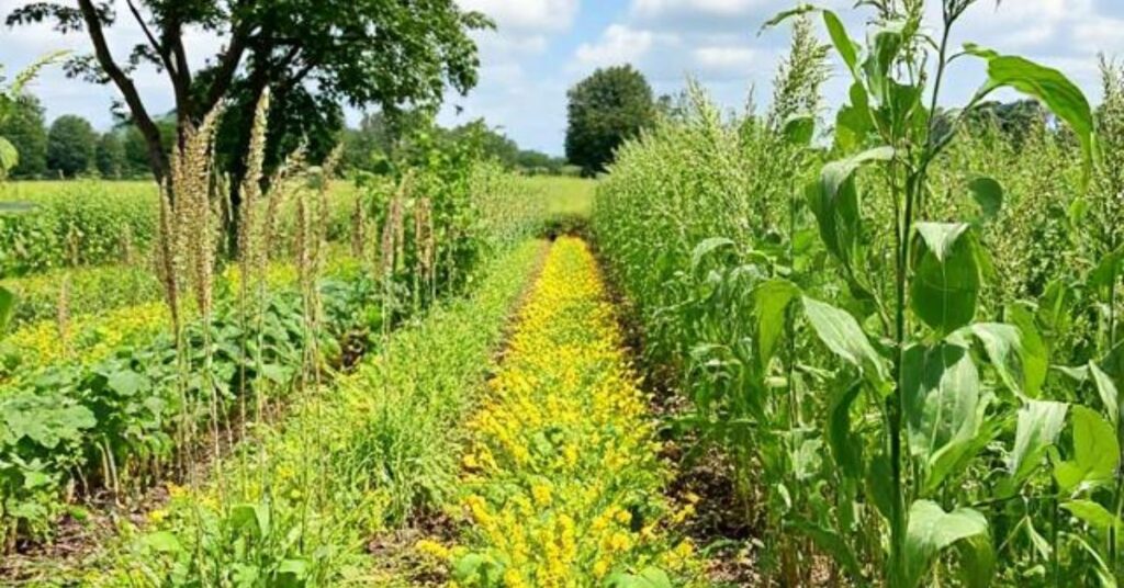 Sustainable Agriculture