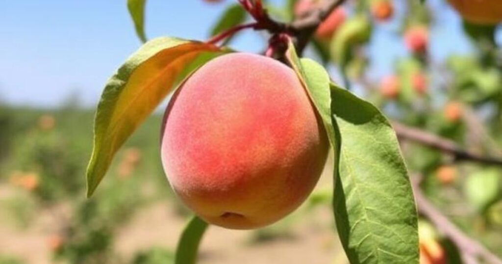 Challenges Facing California’s Peach Industry