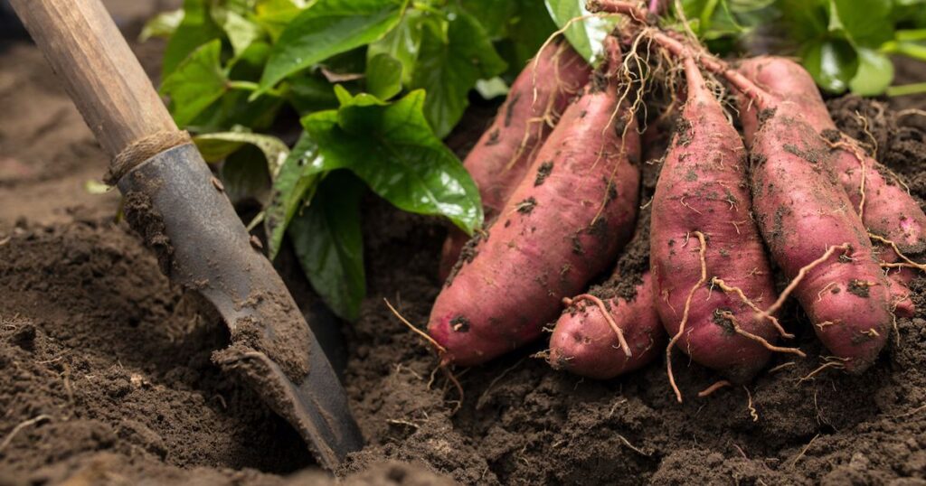 Cultural Significance Potatoes in History and Tradition