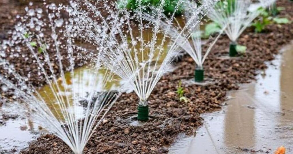 Environmental Impact of Flood Irrigation
