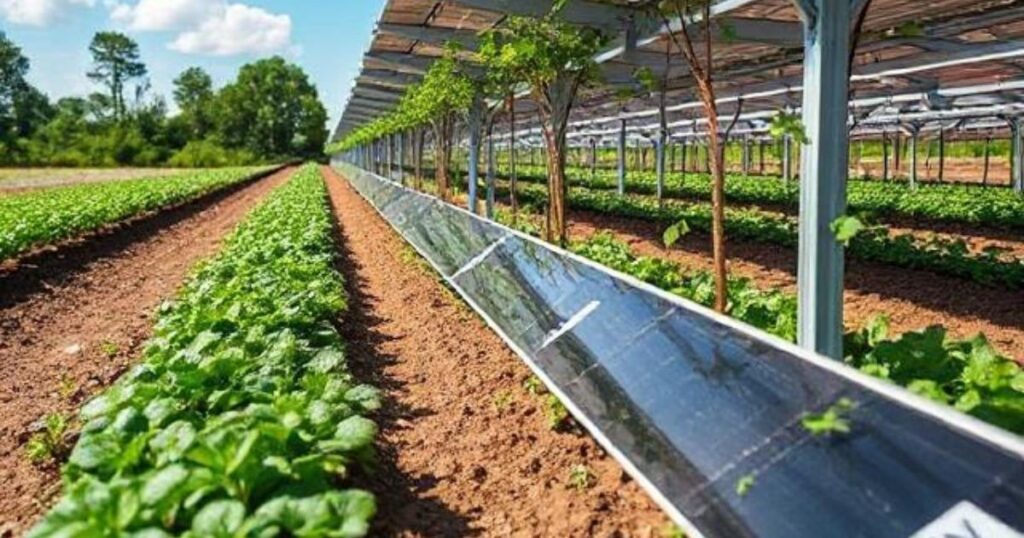 Farming Under Solar Panels