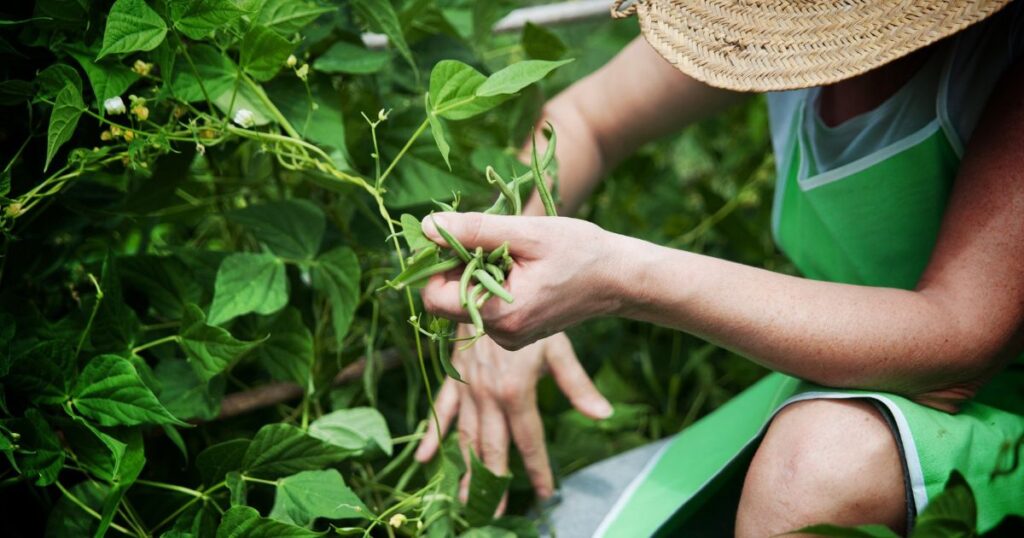 Key Practices in Subsistence Farming