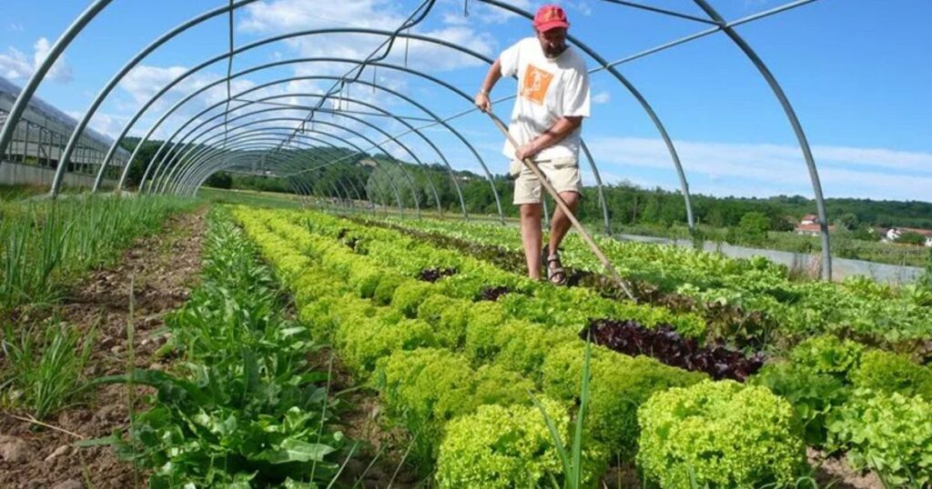 Main Differences Between Subsistence and Commercial Farming