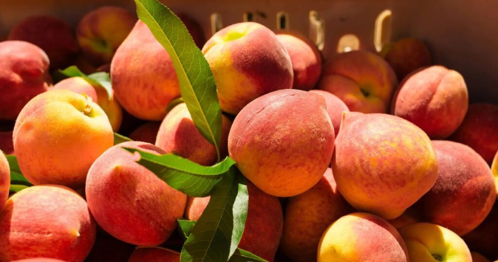 Popular Peach Varieties in California