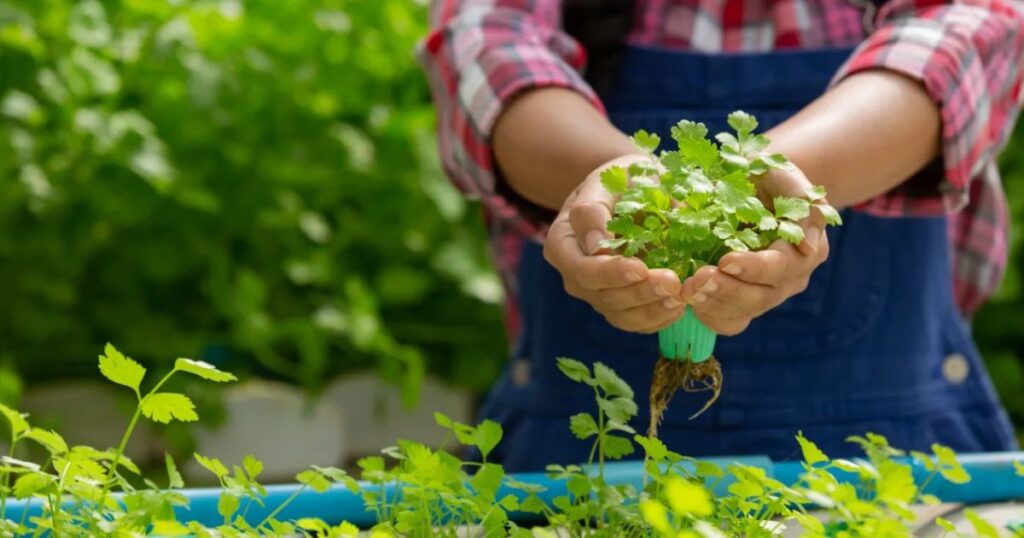 The Future of Commercial Agriculture