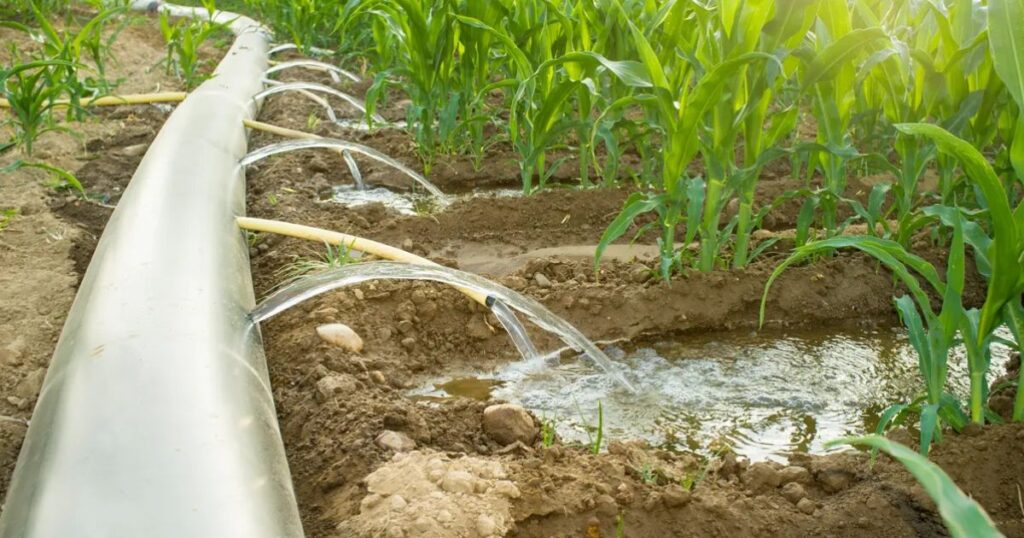 The Pros of Flood Irrigation