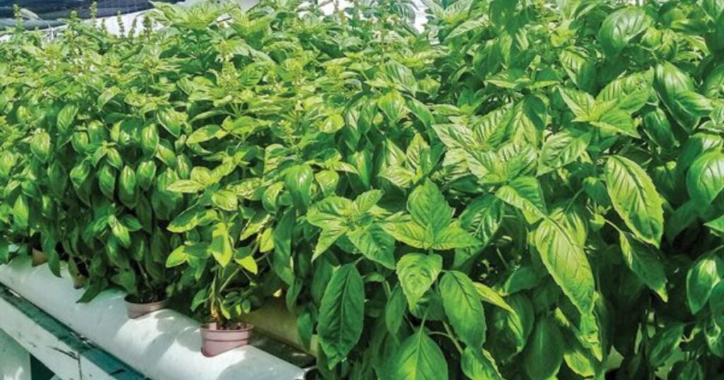 Types of Crops Grown on Farms