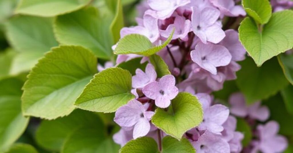 lilac flower