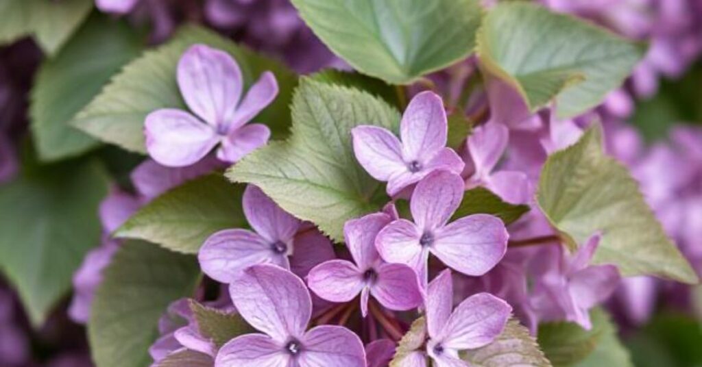 lilac flower