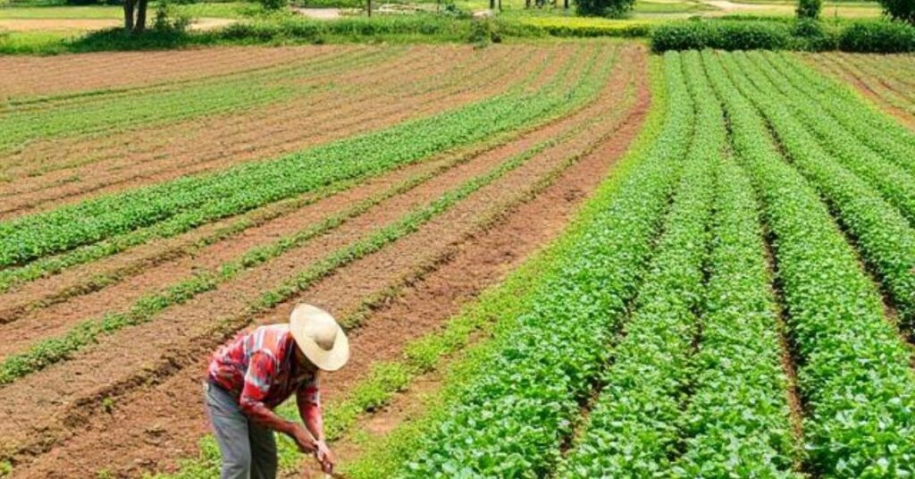 systematic agriculture