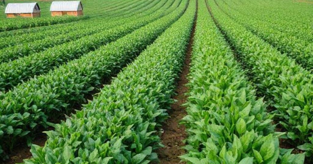 hybrid farming