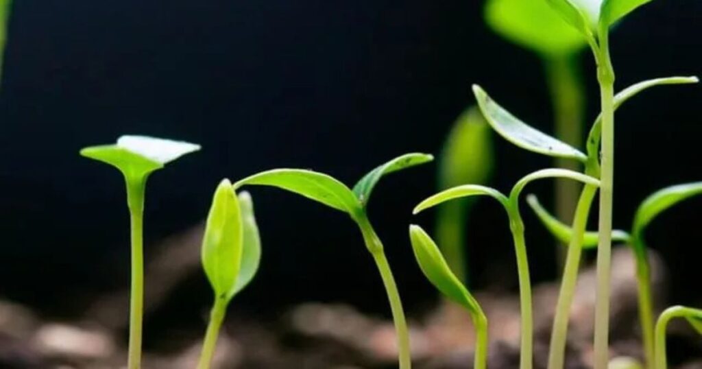 What Is Subsistence Farming