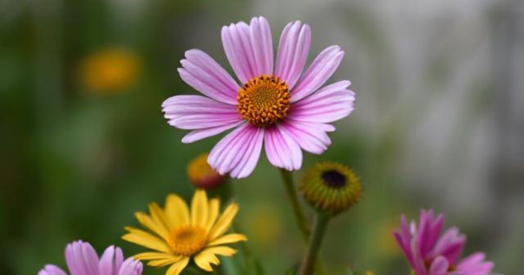 october flower