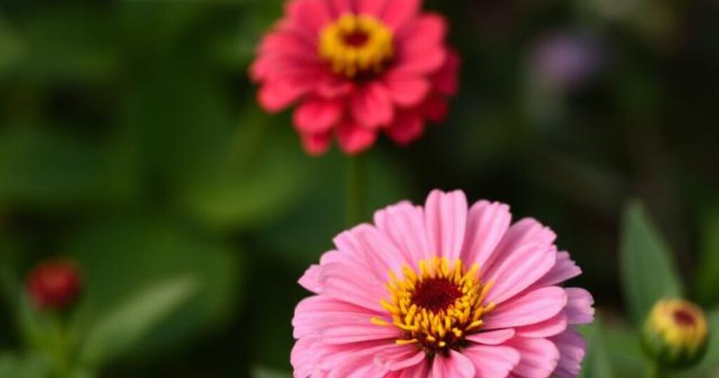 zinnia perennial