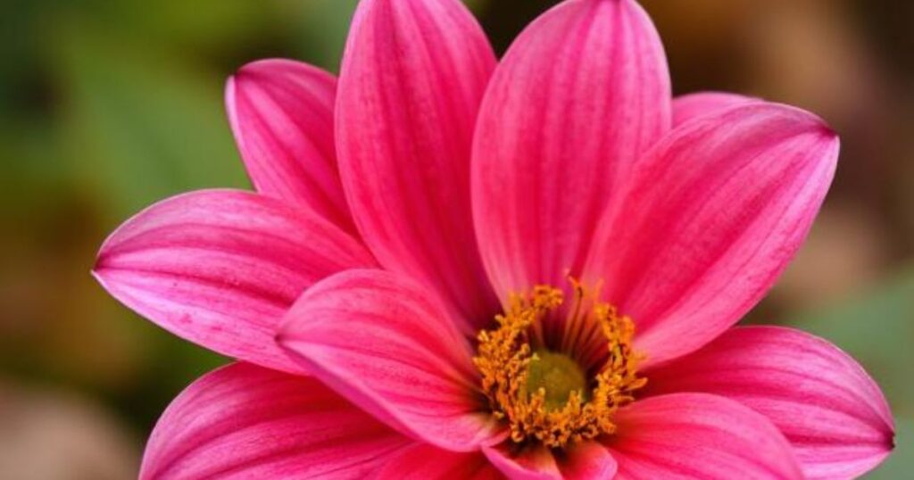 october flower