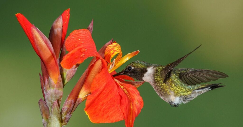 Best Flowering Plants That Attract Hummingbirds