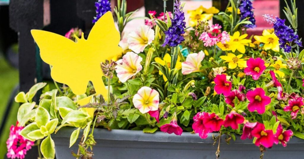 Caring for Your Window Box Flowers