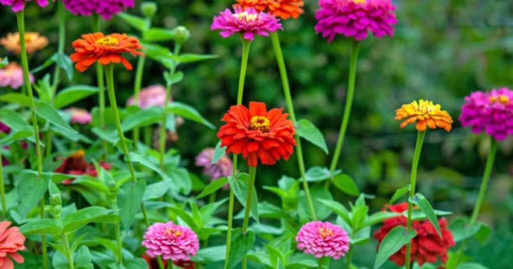 Choose the Right Zinnia Varieties