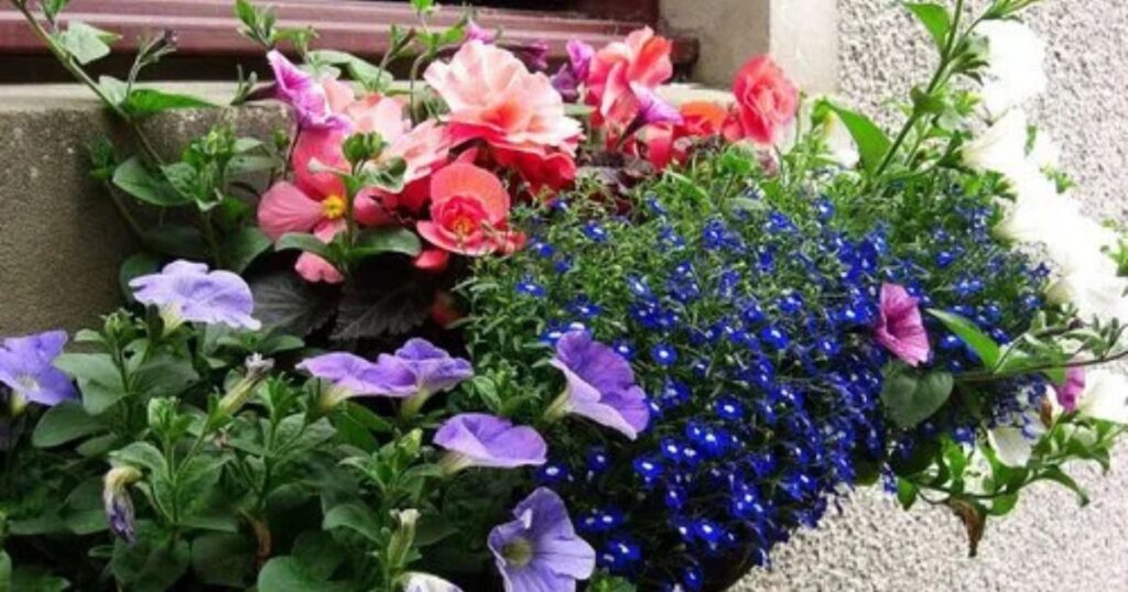 Creating Stunning Window Box Displays