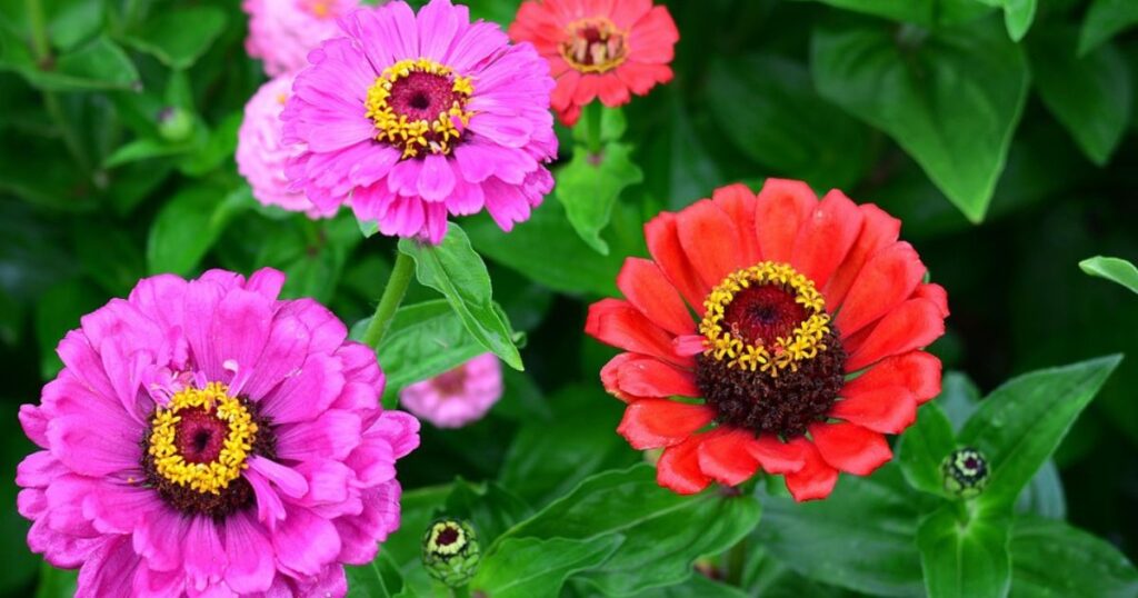 Do Zinnias Like Sun or Shade