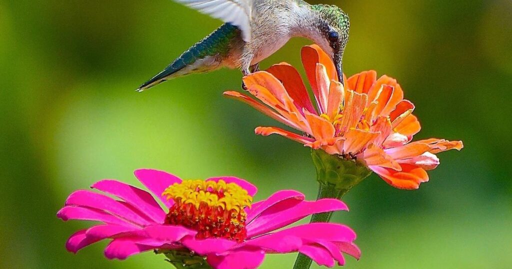 Feeders vs. Flowers What Works Best