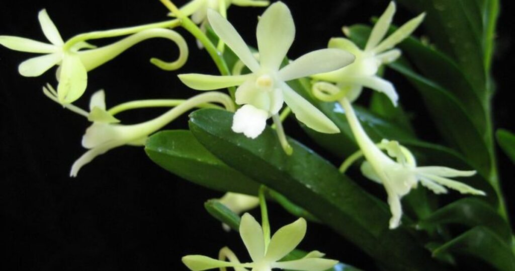 Growing and Caring for Green Flowers