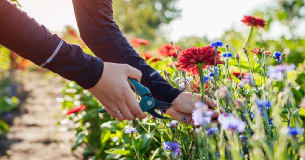 Harvesting Zinnias for Cut Flowers