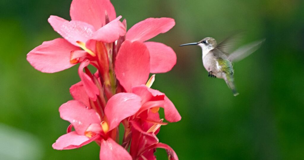 How to Design a Hummingbird-Friendly Garden