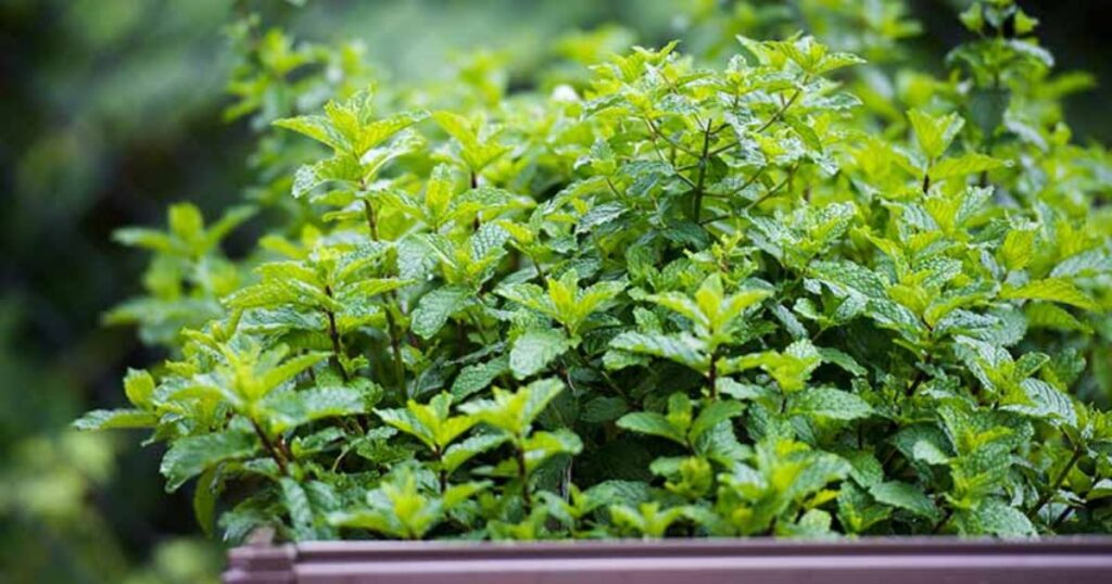 How to Grow Mint in Containers