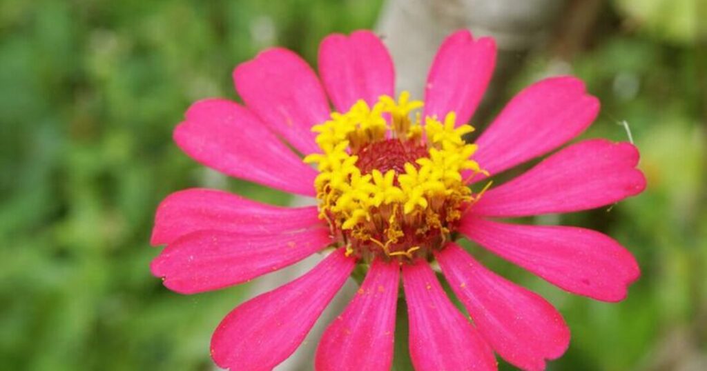 How to Harvest and Save Zinnia Seeds