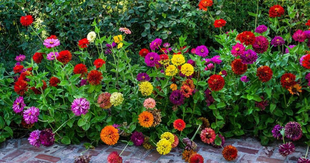 Planting Zinnias