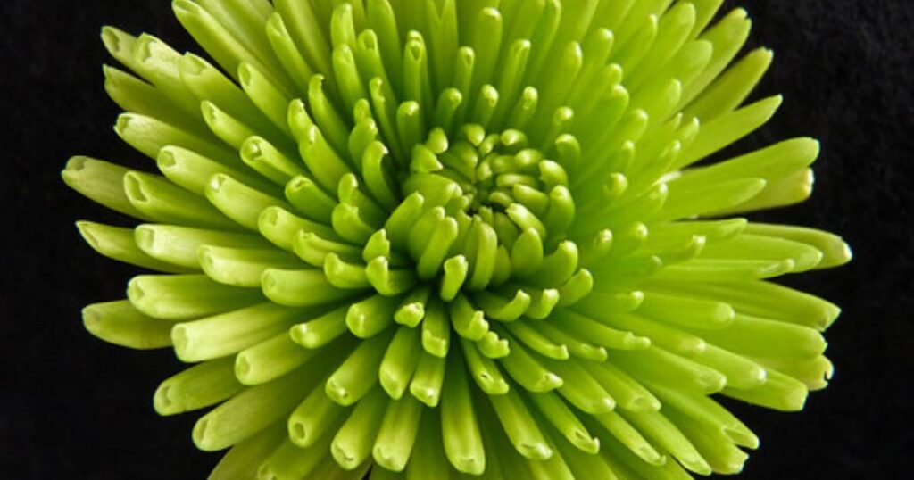 Tips for Growing Green Flowers Successfully