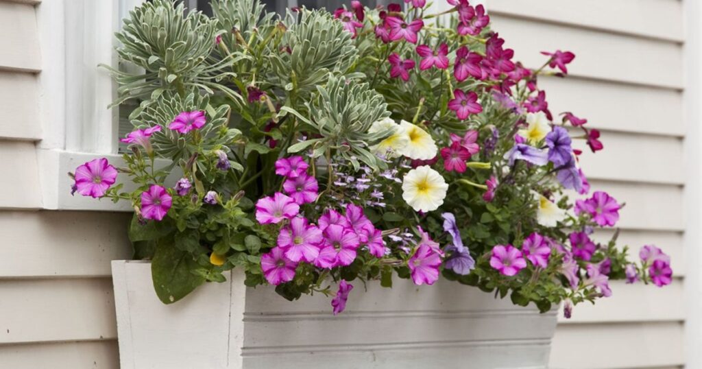 Top 10 Best Flowers for Window Boxes