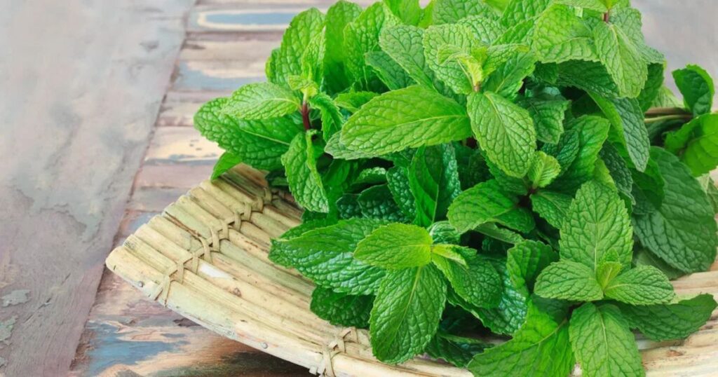 Top Culinary Uses for Mint