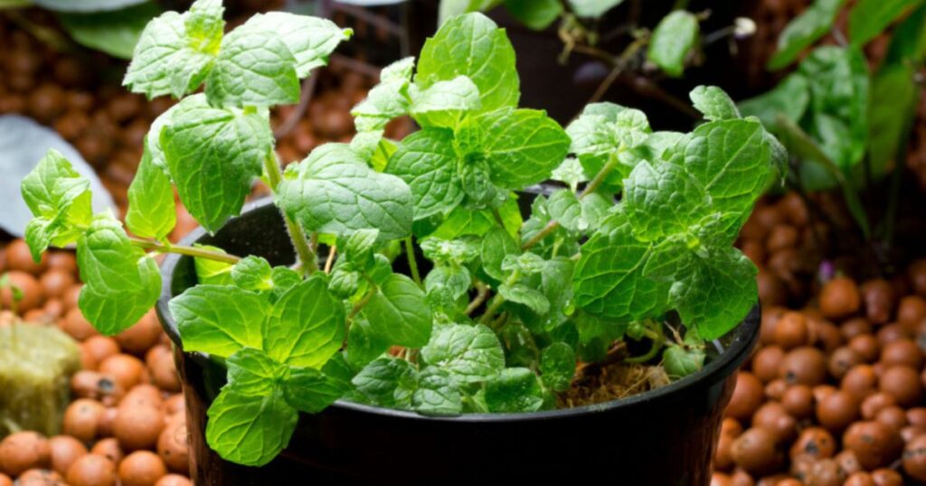 Types of Mint You Can Grow