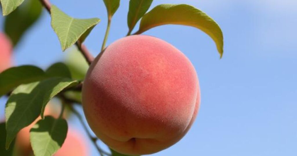 health benefits of peaches