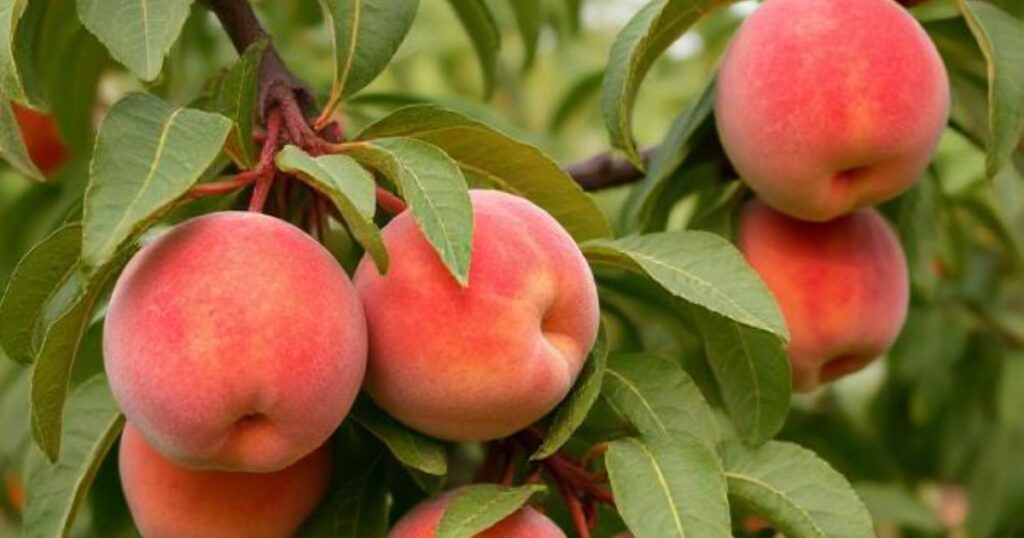 types of peaches