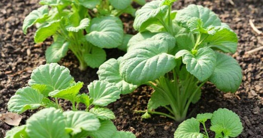 fastest growing vegetables