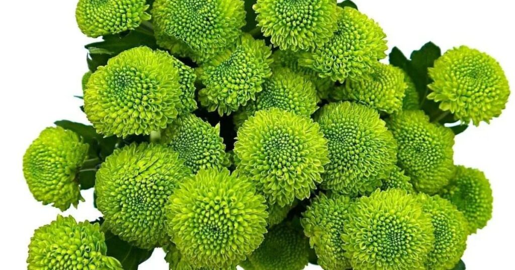 Using Green Flowers in Design