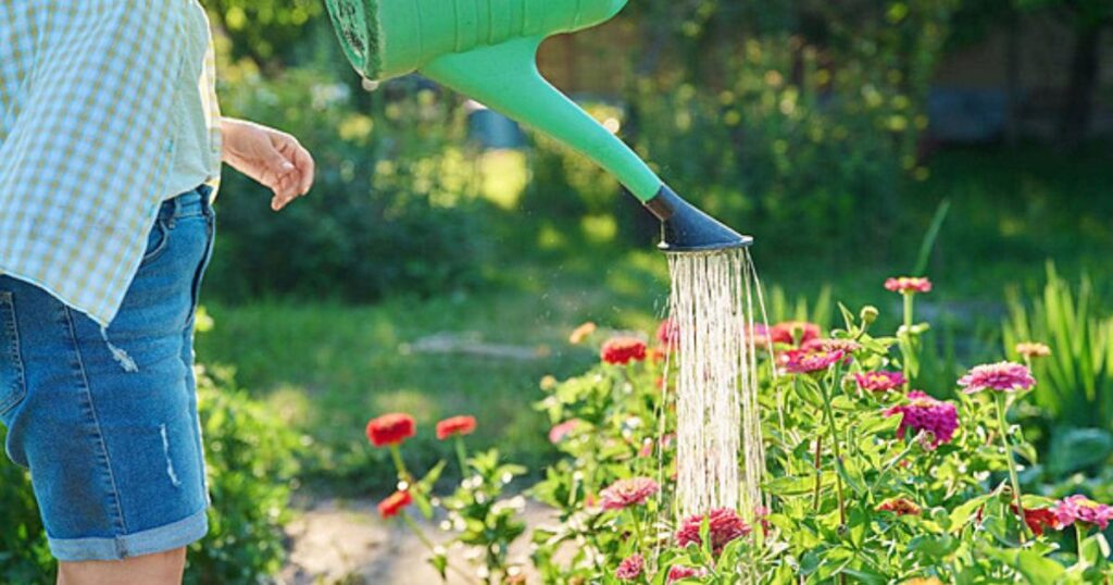 Watering and Fertilizing Zinnias