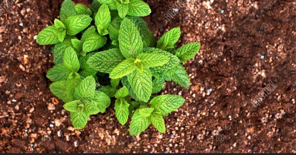 When to Plant Mint Seeds