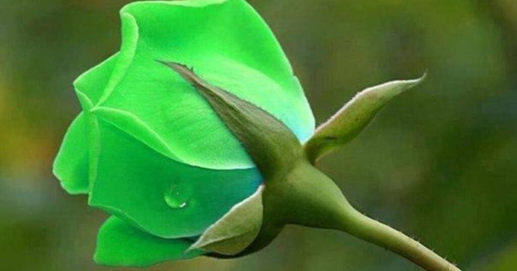 Popular Types of Green Flowers
