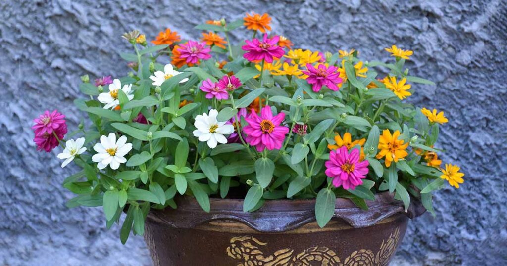 Zinnias in Pots and Containers