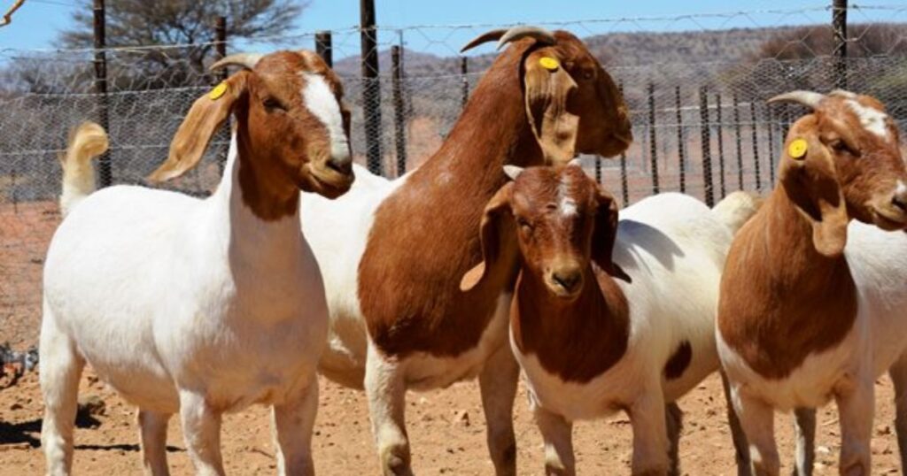 boer goats