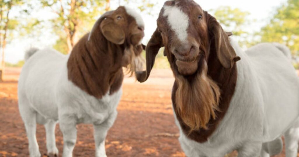 boer goats